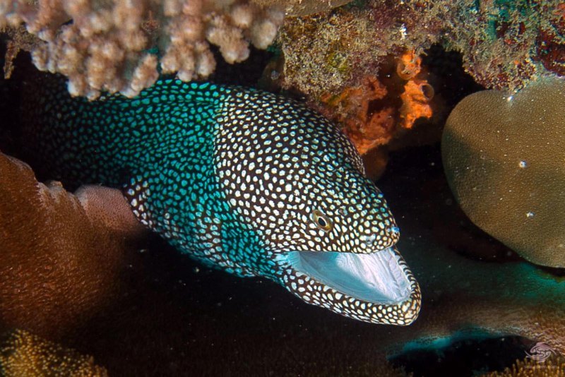 Gymnothorax undulatus undulated Moray