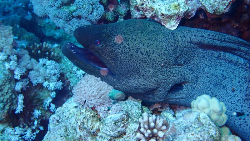Gymnothorax nudivomer