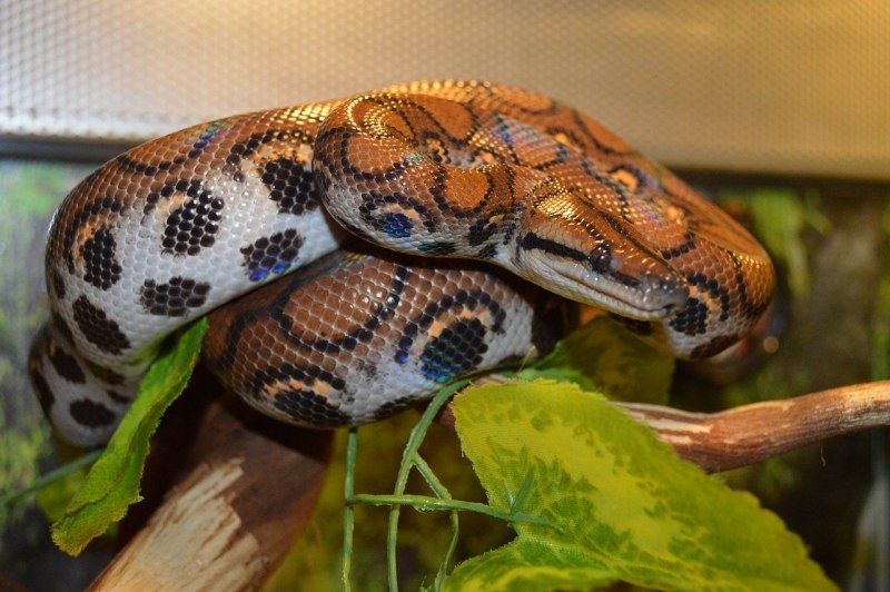 Удав boa Constrictor