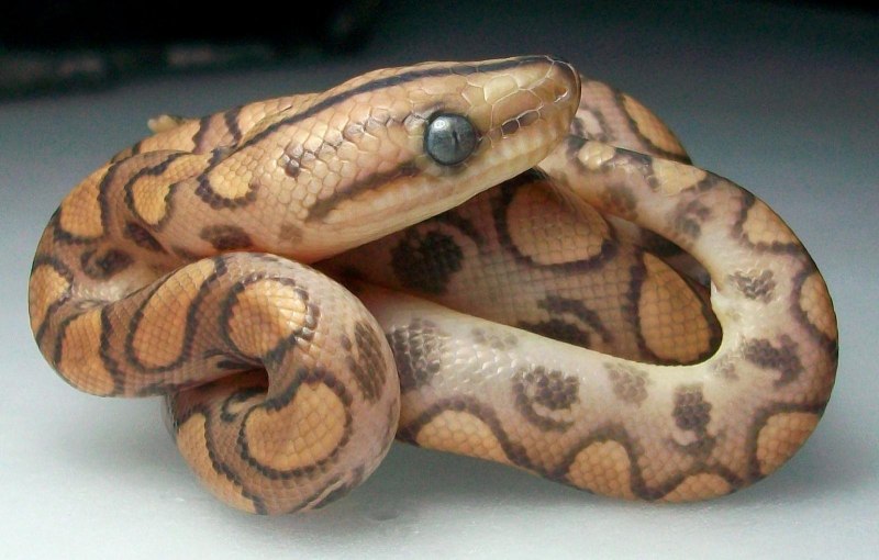Epicrates cenchria