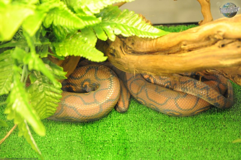 Epicrates cenchria Maurus