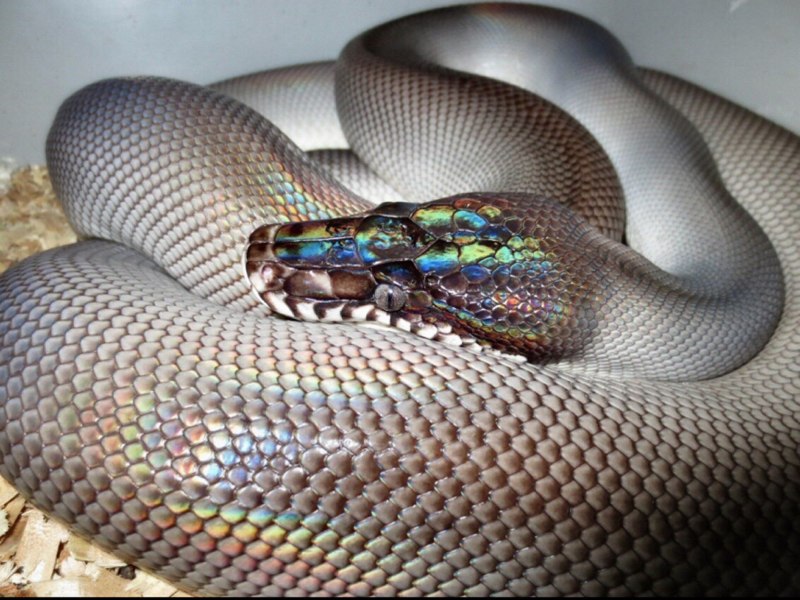 Epicrates cenchria