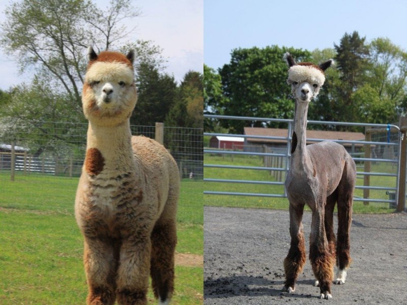 Альпака / Alpaca Suri