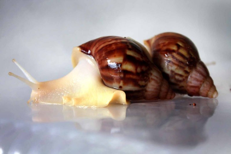 Ахатина гигантская Achatina Fulica