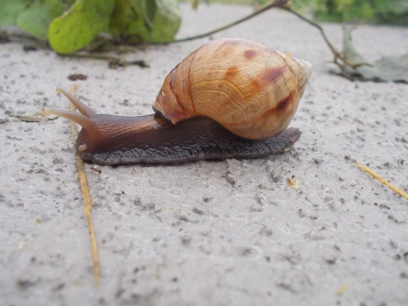 Ахатина гигантская Achatina Fulica