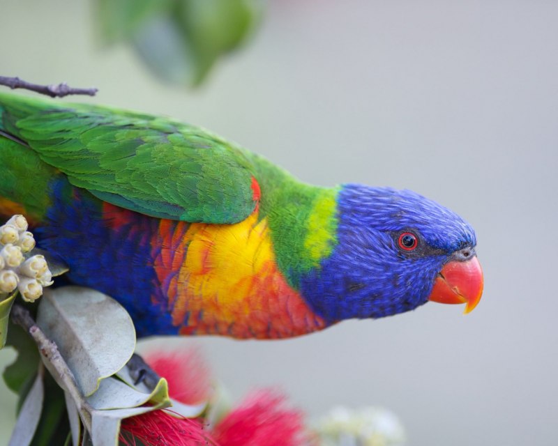 Красный попугай Lorikeet