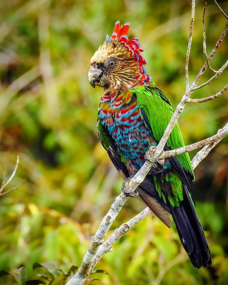 Blue & Gold Macaw Parrots