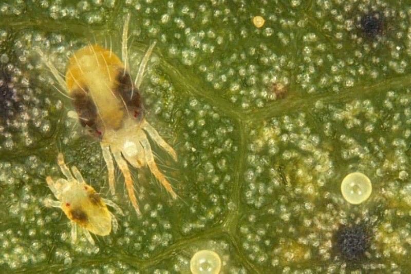 Обыкновенный паутинный клещ Tetranychus urticae
