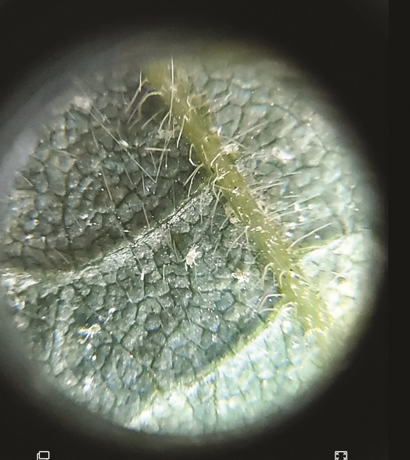 Паутинный клещ Tetranychus Telarius
