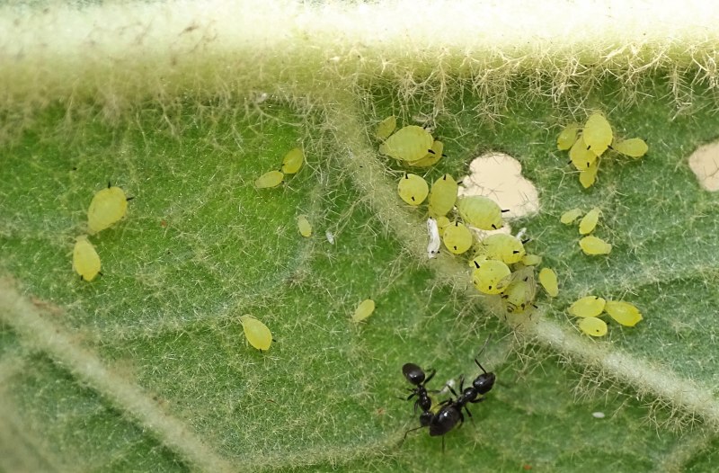 Aphis spiraecola