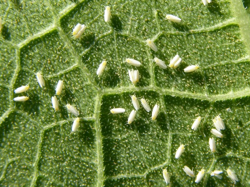 Tetranychus urticae