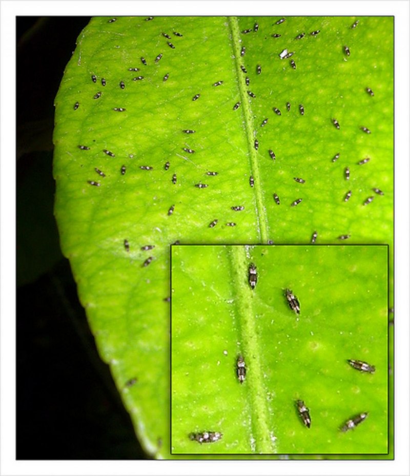 Macrosiphum euphorbiae
