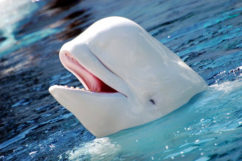 Белуха дельфин (71 фото)