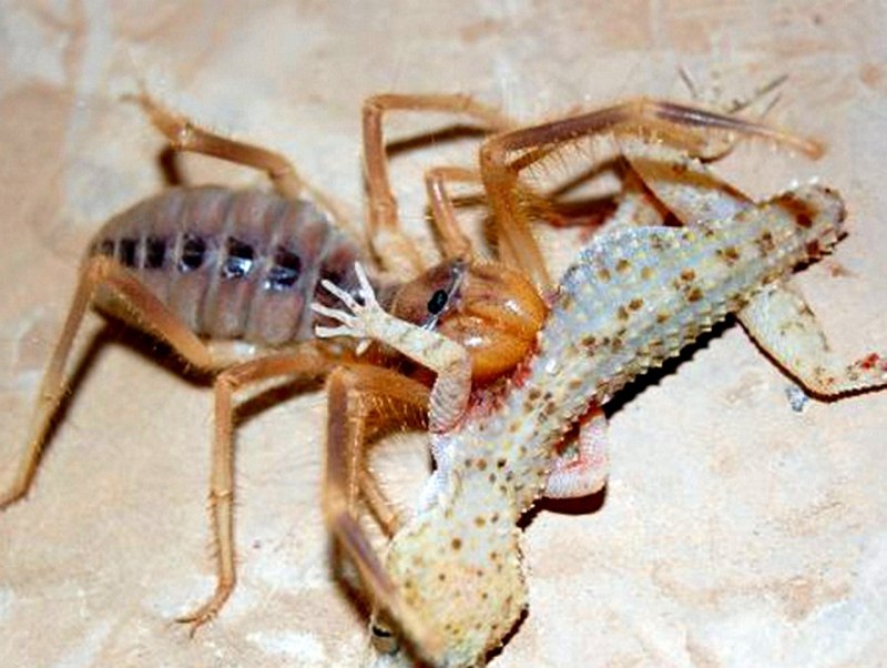Паукообразные Скорпионы пауки