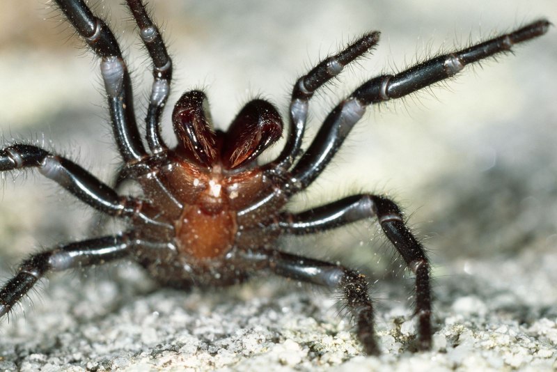 Паук Cebrennus rechenbergi