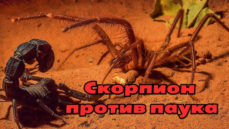 Верблюжий паук фаланга