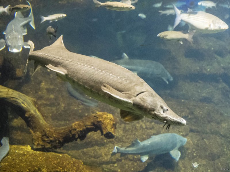 Рыба Atlantic Sturgeon