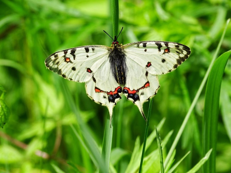 Серицин Монтела (Sericinus Montela)
