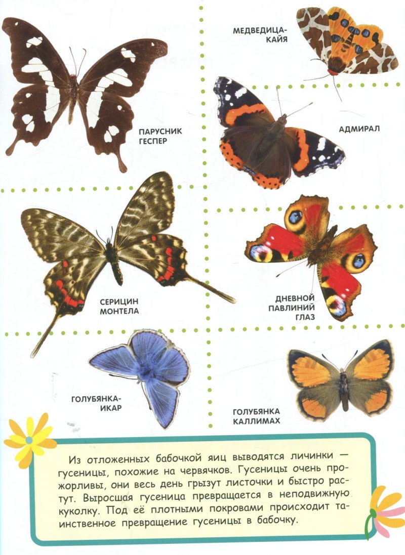 Насекомые Приморского края