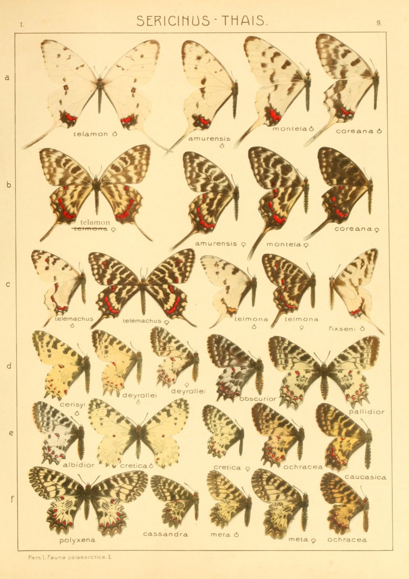 Бабочка Trogonoptera BROOKIANA