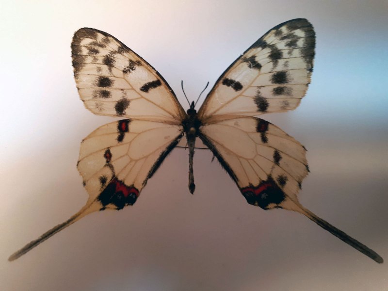 Papilio Arcturus