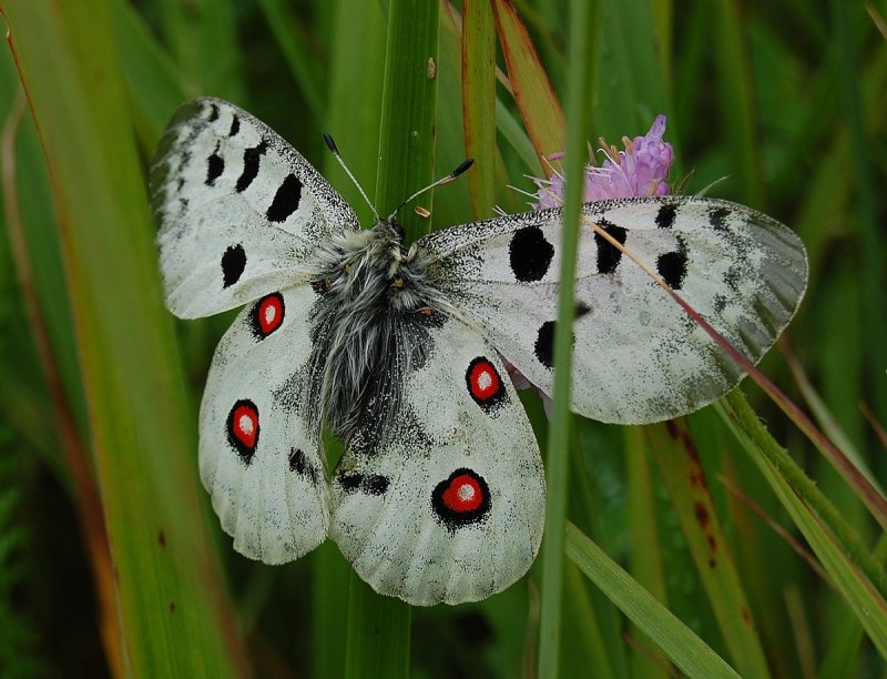 Atrophaneura luchti