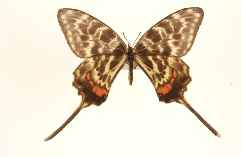 Sericinus Montela
