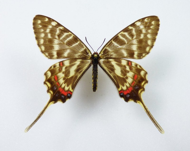 Papilio xuthus бабочка