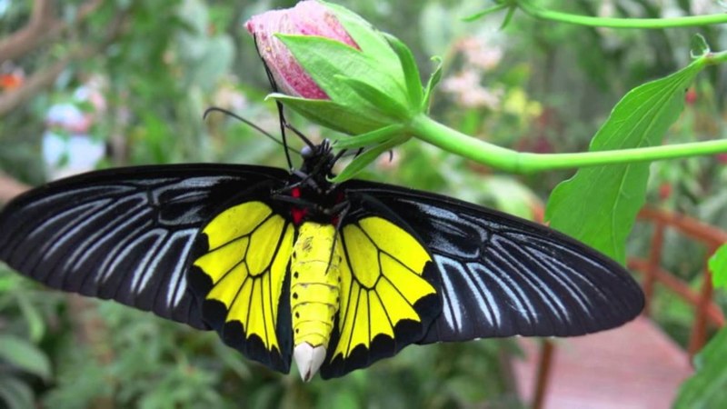 Papilio xuthus бабочка