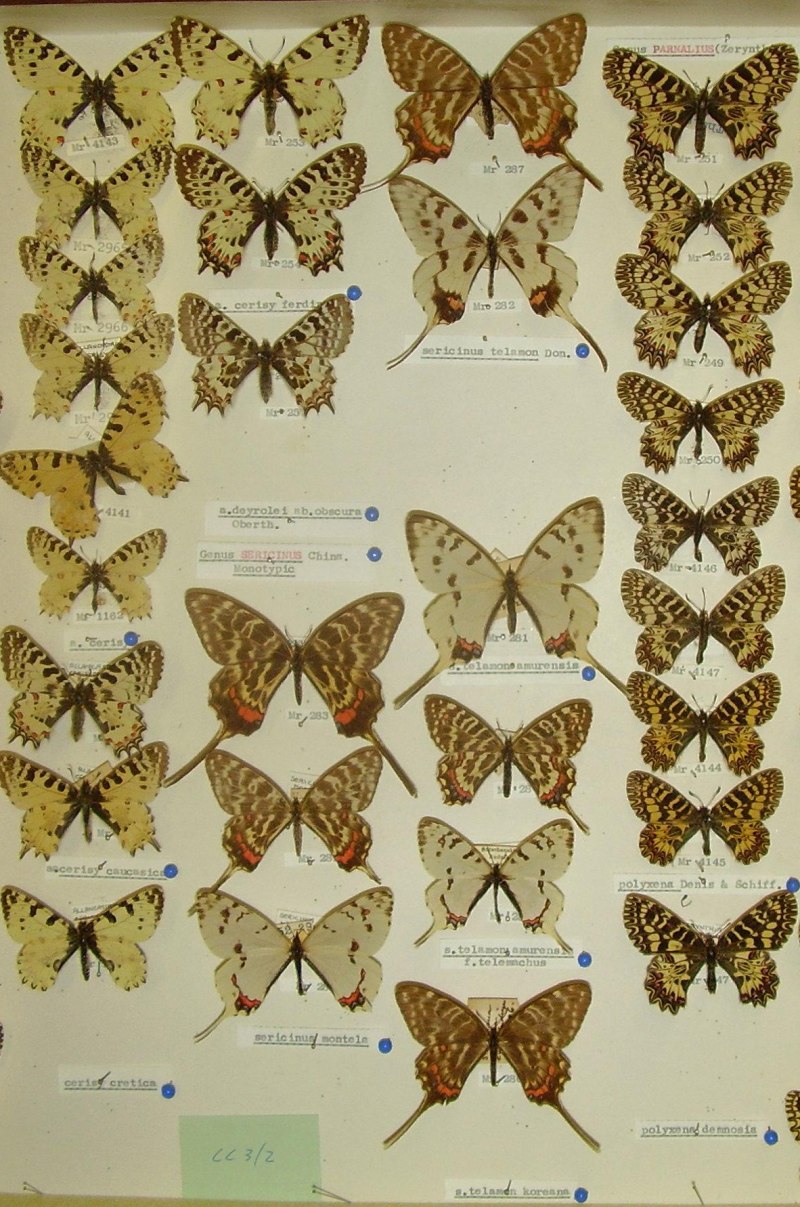 Papilio xuthus бабочка