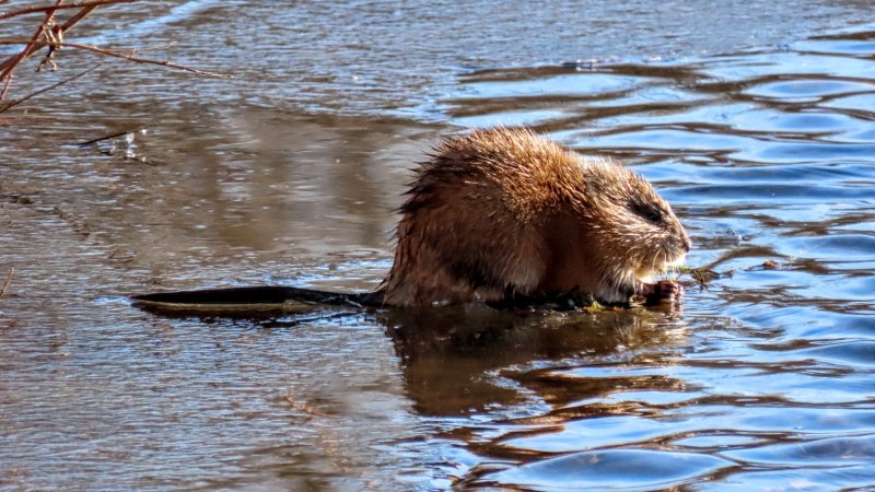 Водяная ондатра
