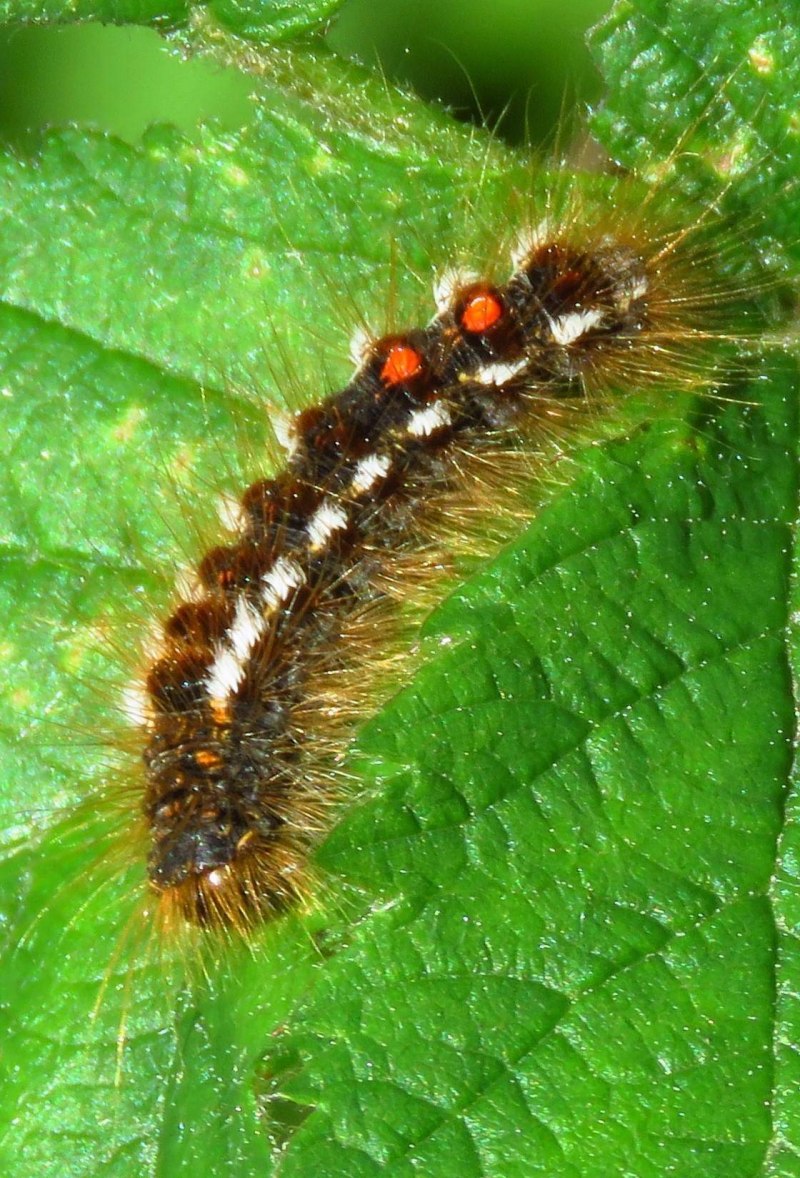 Гусеница Euproctis similis