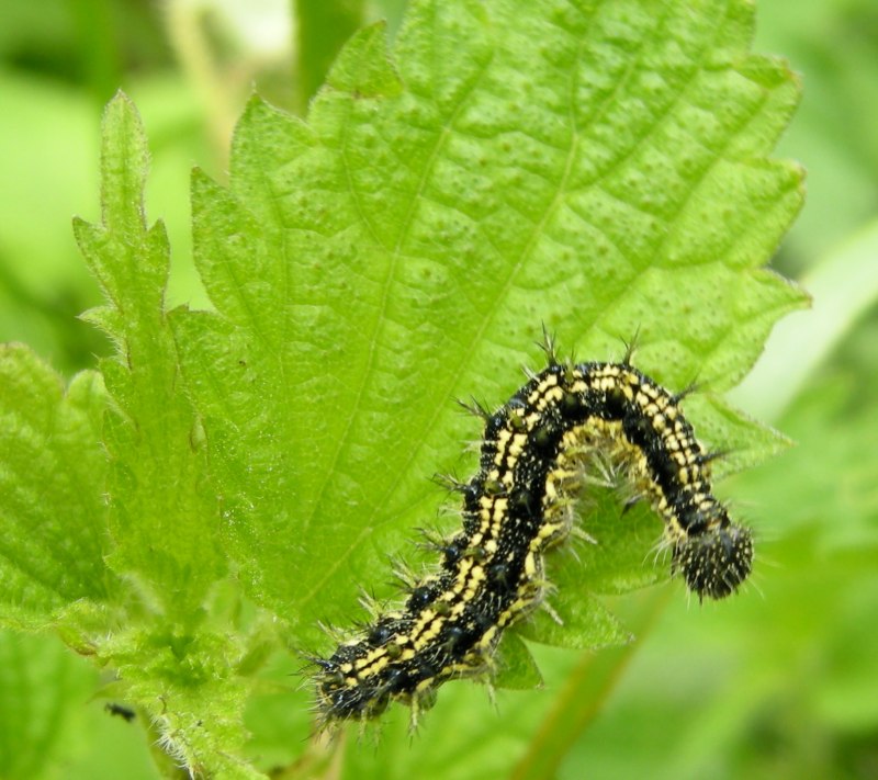 Aglais urticae гусеница