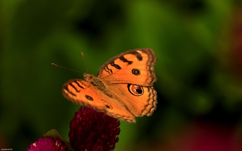 Cossus cossus гусеница