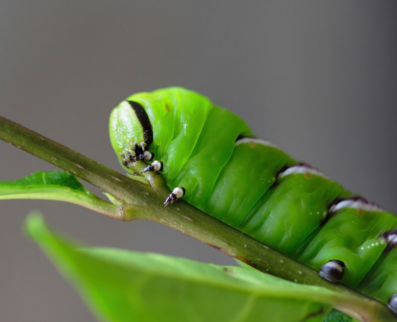 Swallowtail Caterpillar гусеница