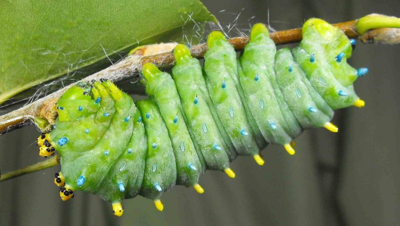 Pipevine Swallowtail бабочка