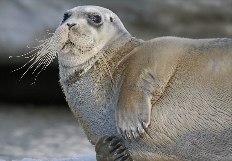 Тюлень морской заяц (61 фото)