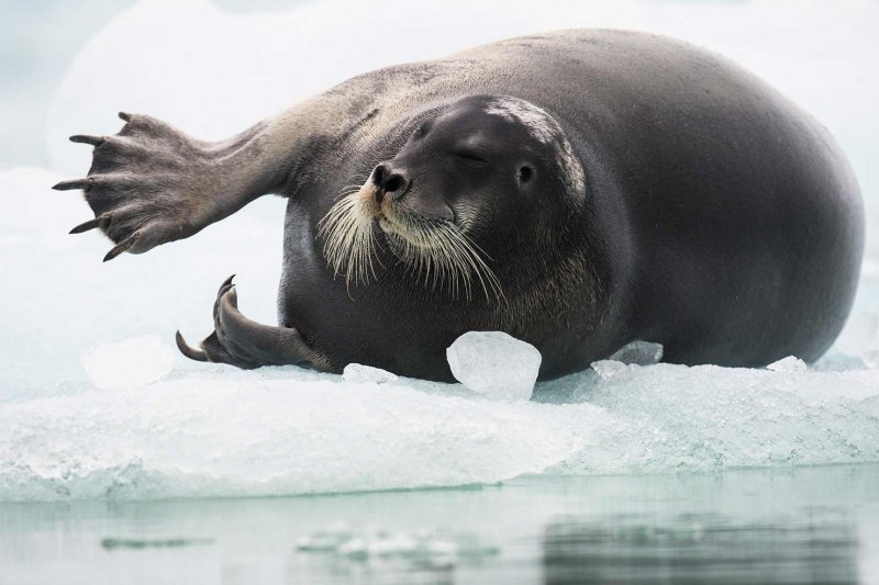 Морской заяц, Лахтак (Erignathus barbatus)