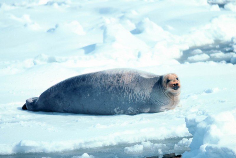 Erignathus barbatus