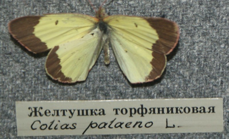 COLIAS palaeno Ace attorney