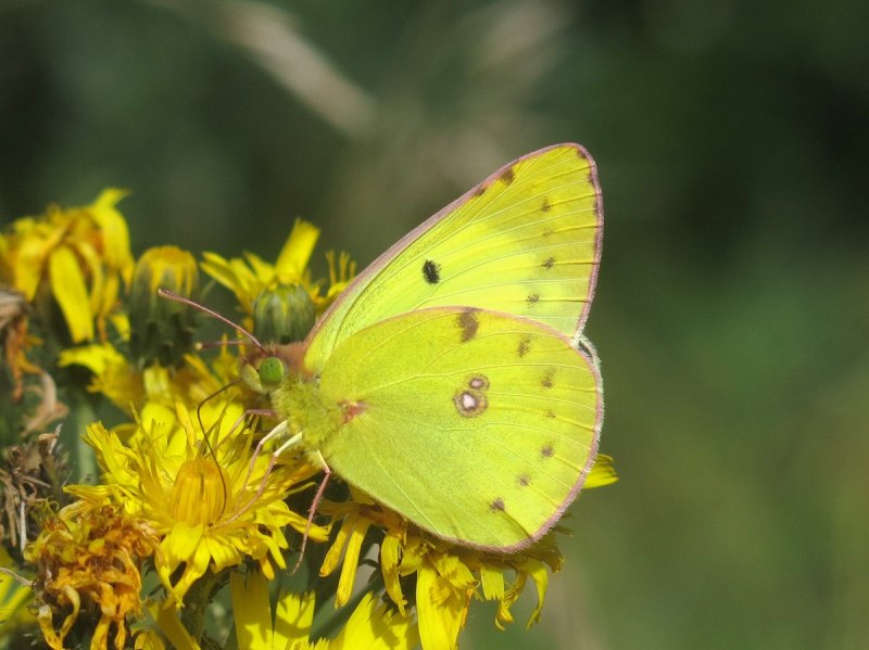 COLIAS hyale