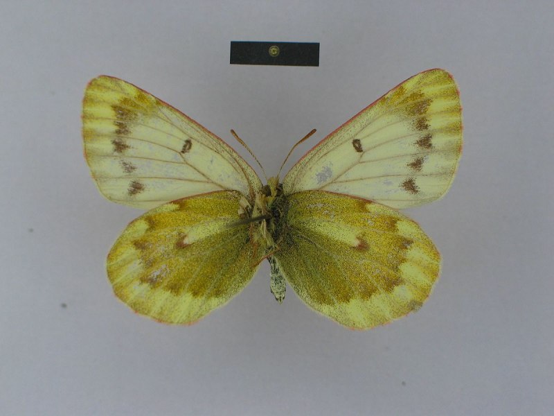 COLIAS wiskotti sagina