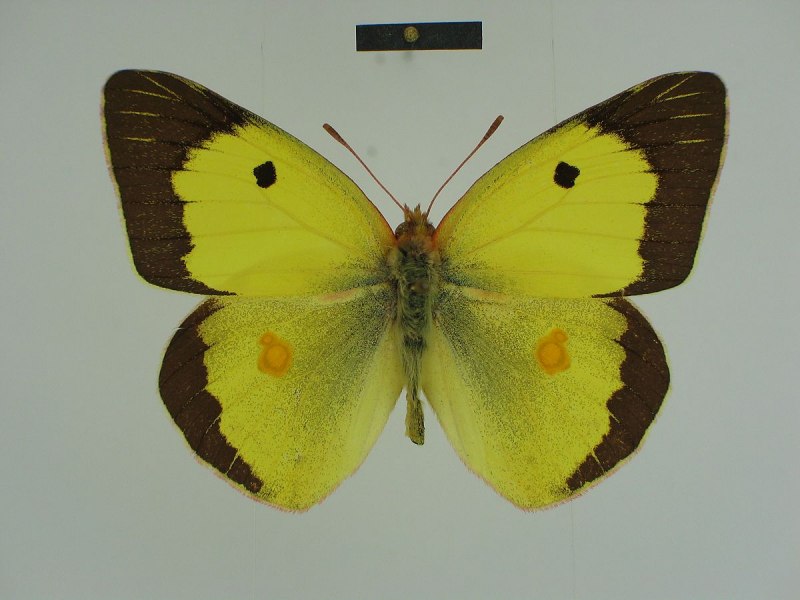 COLIAS fieldii