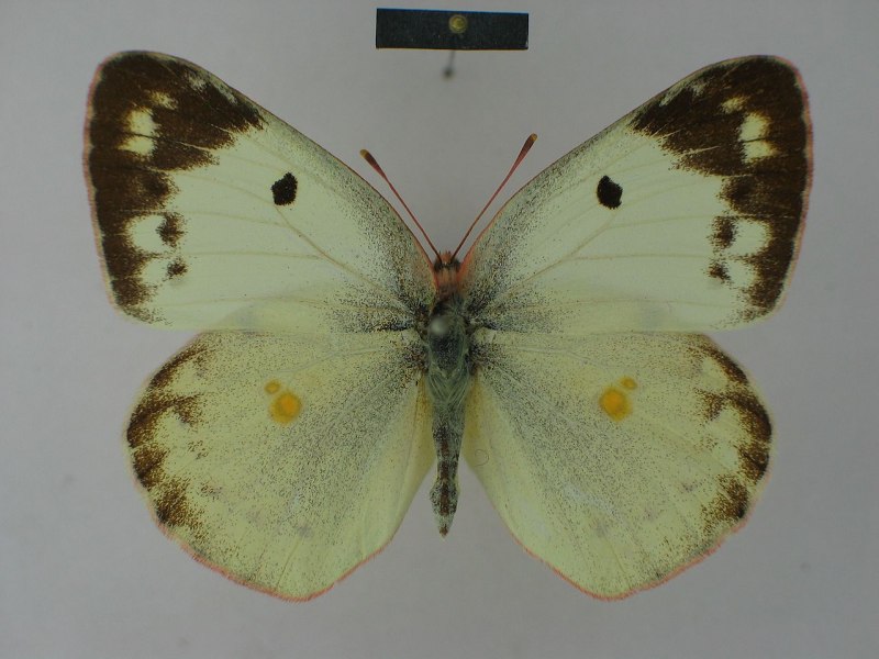 COLIAS hyale самка