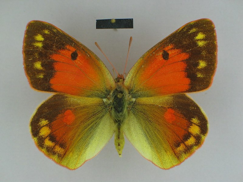 COLIAS fieldii