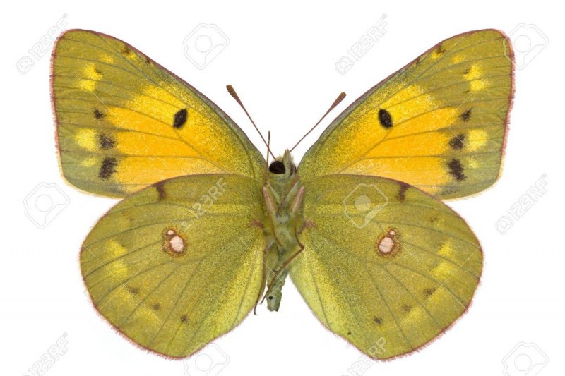 COLIAS hyale гусеница