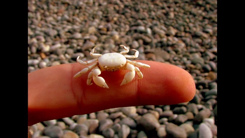 Дальневосточный морской заповедник ракообразные