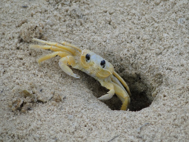 Морской краб