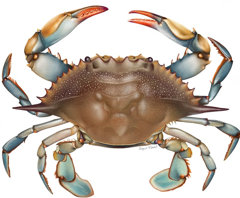 Морской краб