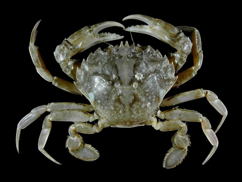 Паук — Thomisus spectabilis